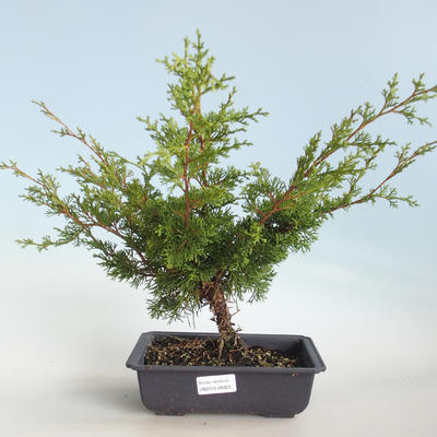 Bonsai im Freien - Juniperus chinensis Itoigava-chinesischer Wacholder VB2019-26923 - 1