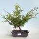 Bonsai im Freien - Juniperus chinensis Itoigava-chinesischer Wacholder VB2019-26923 - 1/3