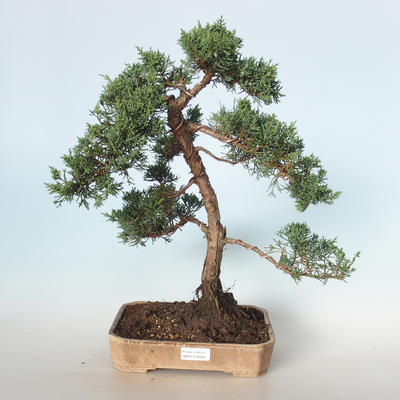 Bonsai im Freien - Juniperus chinensis - chinesischer Wacholder VB-26925