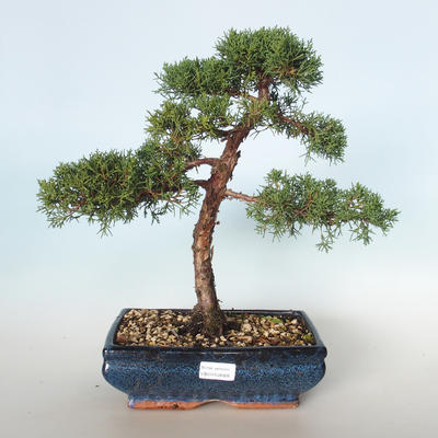 Im Freienbonsais - Juniperus chinensis - chinesischer Wacholderbusch VB-26926