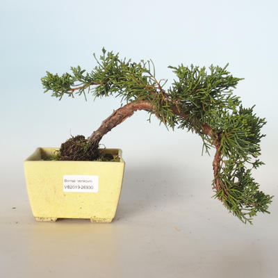 Bonsai im Freien - Juniperus chinensis - chinesischer Wacholder VB-26930