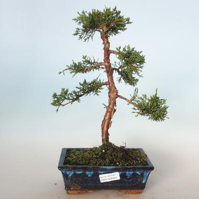 Bonsai im Freien - Juniperus chinensis - chinesischer Wacholder VB-26940