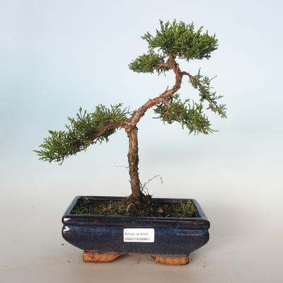 Im Freienbonsais - Juniperus chinensis - chinesischer Wacholderbusch VB-26941