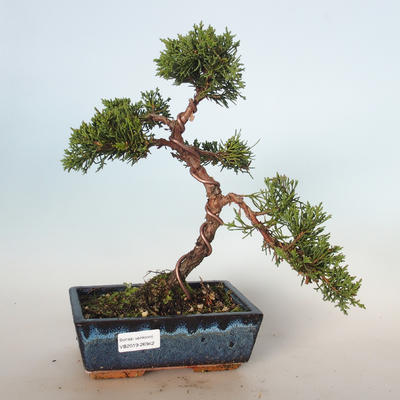 Im Freienbonsais - Juniperus chinensis - chinesischer Wacholderbusch VB-26942
