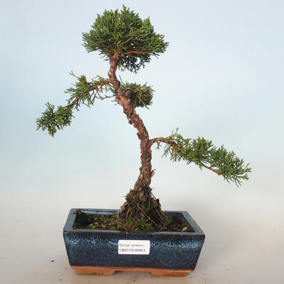 Bonsai im Freien - Juniperus chinensis - chinesischer Wacholder VB-26943