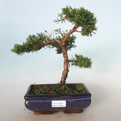Bonsai im Freien - Juniperus chinensis - chinesischer Wacholder VB-26944