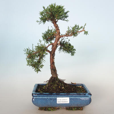 Bonsai im Freien - Juniperus chinensis - chinesischer Wacholder VB-26949