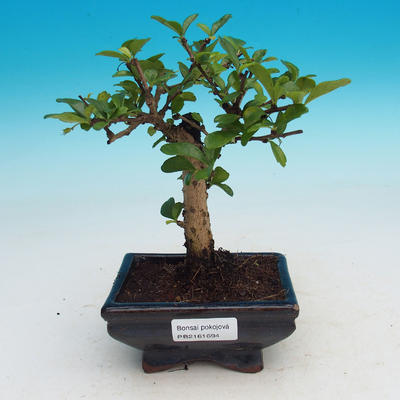 Zimmerbonsai - Carmona macrophylla - Tee fuki - 1