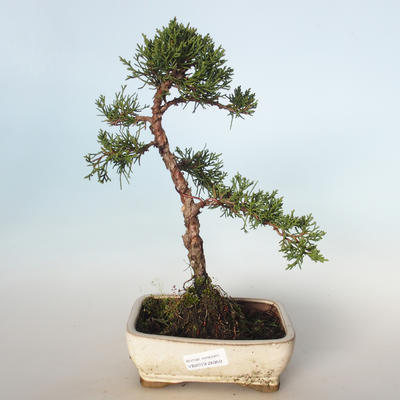 Bonsai im Freien - Juniperus chinensis - chinesischer Wacholder VB-26950