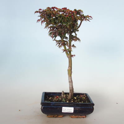 Outdoor Bonsai - Acer palmatum SHISHIGASHIRA - Kleiner Ahorn VB-26953 - 1