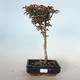 Outdoor Bonsai - Acer palmatum SHISHIGASHIRA - Kleiner Ahorn VB-26953 - 1/3