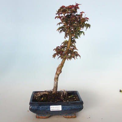 Outdoor Bonsai - Acer palmatum SHISHIGASHIRA - Kleiner Ahorn VB-26954 - 1