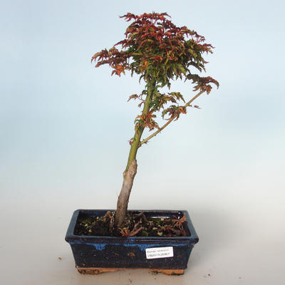 Outdoor Bonsai - Acer palmatum SHISHIGASHIRA - Kleiner Ahorn VB-26957 - 1