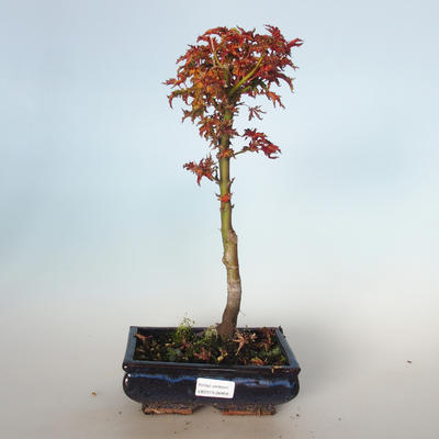 Outdoor Bonsai - Acer palmatum SHISHIGASHIRA- Ahorn klein VB-26958 - 1