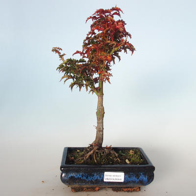 Outdoor Bonsai - Acer palmatum SHISHIGASHIRA - Kleiner Ahorn VB-26959 - 1