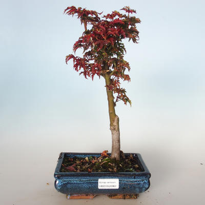 Outdoor Bonsai - Acer palmatum SHISHIGASHIRA - Kleiner Ahorn VB-26960 - 1