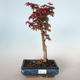Outdoor Bonsai - Acer palmatum SHISHIGASHIRA - Kleiner Ahorn VB-26960 - 1/3