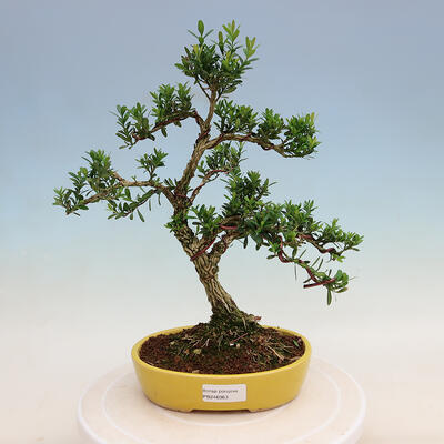 Innenbonsai - Buxus harlandii - Korkbuchsbaum - 1