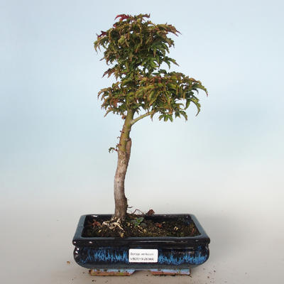 Outdoor Bonsai - Acer palmatum SHISHIGASHIRA - Kleiner Ahorn VB-26966 - 1