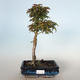 Outdoor Bonsai - Acer palmatum SHISHIGASHIRA - Kleiner Ahorn VB-26966 - 1/3