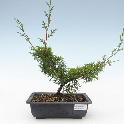 Bonsai im Freien - Juniperus chinensis Itoigawa-chinesischer Wacholder VB2019-26975 - 1