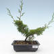 Bonsai im Freien - Juniperus chinensis Itoigawa-chinesischer Wacholder VB2019-26975 - 1/2
