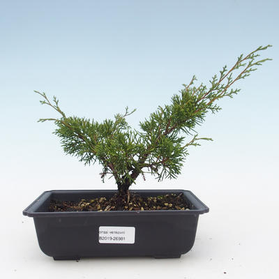 Im Freienbonsais - Juniperus chinensis Itoigawa-chinesischer Wacholderbusch VB2019-26981 - 1