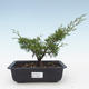 Im Freienbonsais - Juniperus chinensis Itoigawa-chinesischer Wacholderbusch VB2019-26981 - 1/2