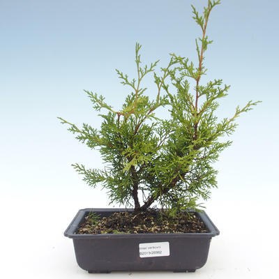 Bonsai im Freien - Juniperus chinensis Itoigawa-chinesischer Wacholder VB2019-26982 - 1