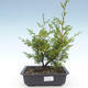 Bonsai im Freien - Juniperus chinensis Itoigawa-chinesischer Wacholder VB2019-26982 - 1/2