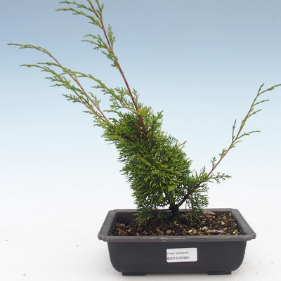 Bonsai im Freien - Juniperus chinensis Itoigawa-chinesischer Wacholder VB2019-26983 - 1