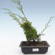 Bonsai im Freien - Juniperus chinensis Itoigawa-chinesischer Wacholder VB2019-26983 - 1/2