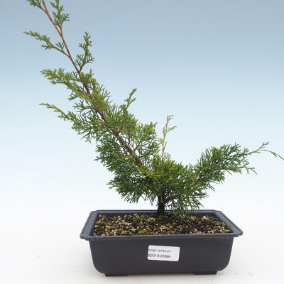Bonsai im Freien - Juniperus chinensis Itoigawa-chinesischer Wacholder VB2019-26984 - 1