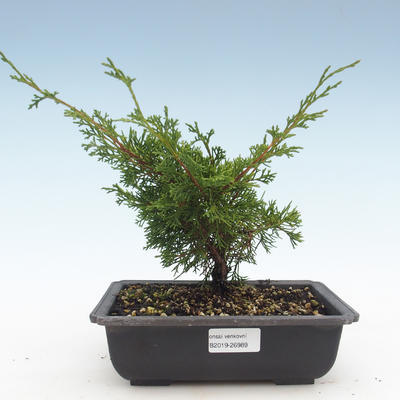 Im Freienbonsais - Juniperus chinensis Itoigawa-chinesischer Wacholderbusch VB2019-26989 - 1