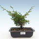 Im Freienbonsais - Juniperus chinensis Itoigawa-chinesischer Wacholderbusch VB2019-26989 - 1/2