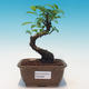 Zimmer Bonsai - Ficus retusa - Ficus malolistý - 1/2