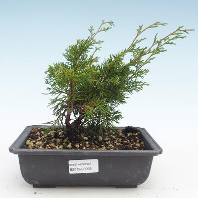 Bonsai im Freien - Juniperus chinensis Itoigawa-chinesischer Wacholder VB2019-26993 - 1