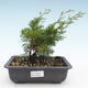 Bonsai im Freien - Juniperus chinensis Itoigawa-chinesischer Wacholder VB2019-26993 - 1/2