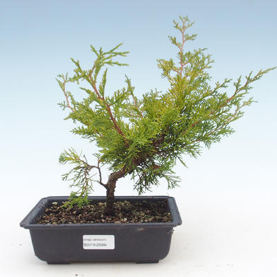 Bonsai im Freien - Juniperus chinensis Itoigawa-chinesischer Wacholder VB2019-26994 - 1