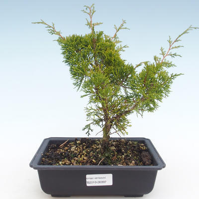 Bonsai im Freien - Juniperus chinensis Itoigawa-chinesischer Wacholder VB2019-26997 - 1