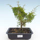 Bonsai im Freien - Juniperus chinensis Itoigawa-chinesischer Wacholder VB2019-26997 - 1/2