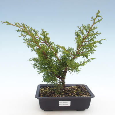 Bonsai im Freien - Juniperus chinensis Itoigawa-chinesischer Wacholder VB2019-26998 - 1