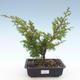 Bonsai im Freien - Juniperus chinensis Itoigawa-chinesischer Wacholder VB2019-26998 - 1/2
