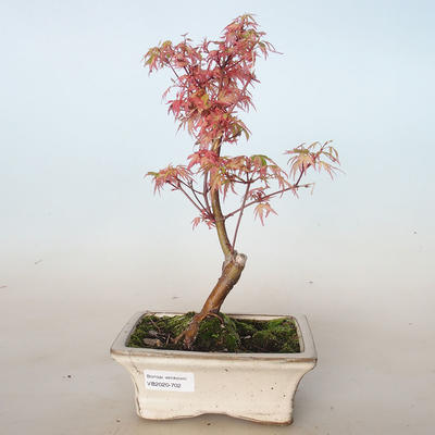 Outdoor bonsai - Acer palmatum Butterfly VB2020-702 - 1
