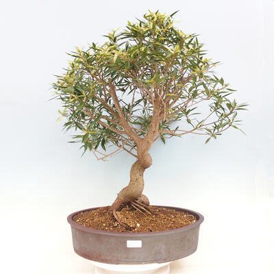 Zimmerbonsai - Ficus nerifolia - kleinblättriger Ficus - 1