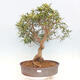 Zimmerbonsai - Ficus nerifolia - kleinblättriger Ficus - 1/5