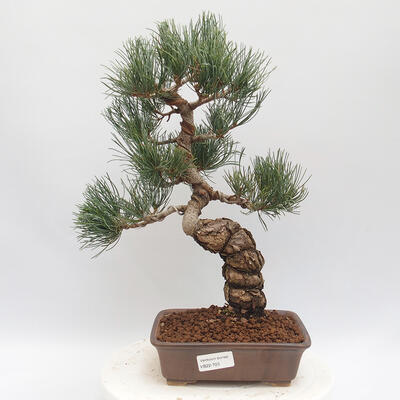Bonsai im Freien - Pinus parviflora - White Pine - 1