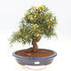 Zimmerbonsai - Ficus nerifolia - kleinblättriger Ficus - 1/6