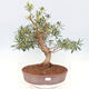 Zimmerbonsai - Ficus nerifolia - kleinblättriger Ficus - 1/5