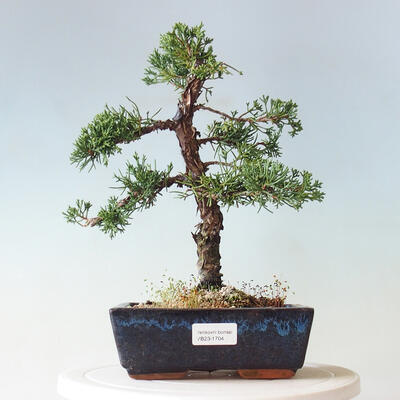 Bonsai im Freien - Juniperus chinensis - Chinesischer Wacholder